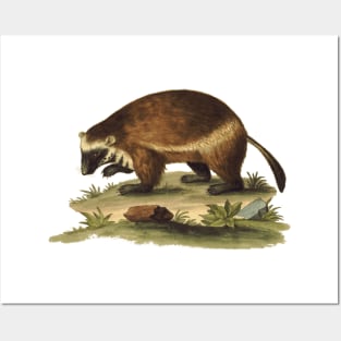 Vintage Illustration of the Honey Badger Posters and Art